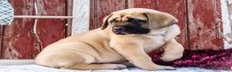 English Mastiff dogs for sale: Zack - Ad 16