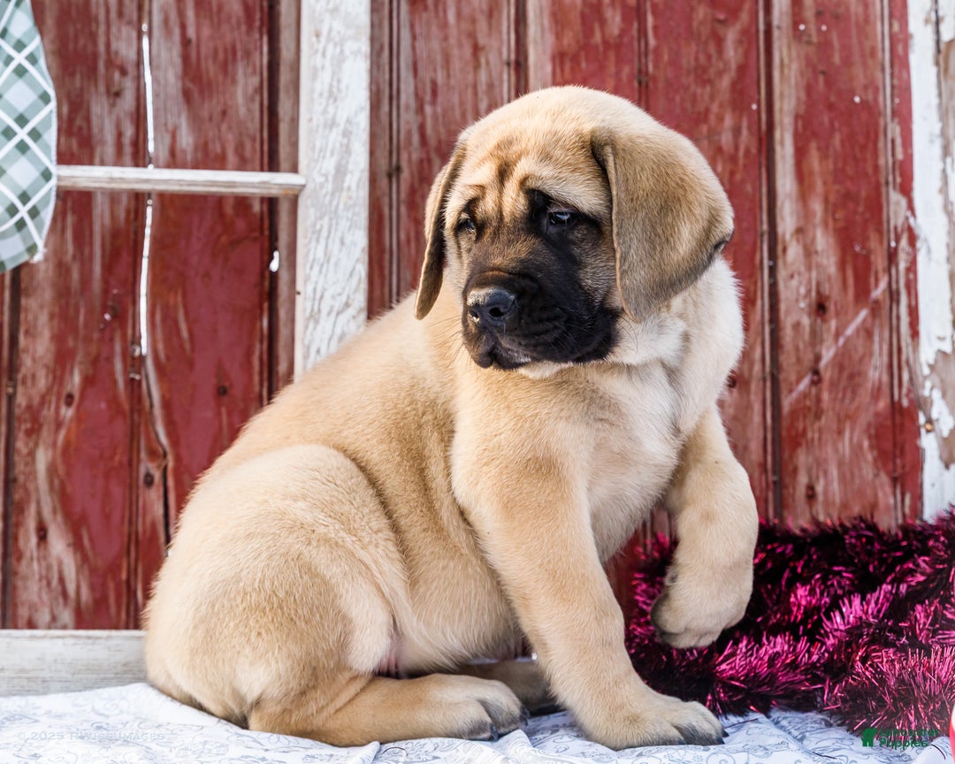 English Mastiff dogs for sale: Zack - Ad 16