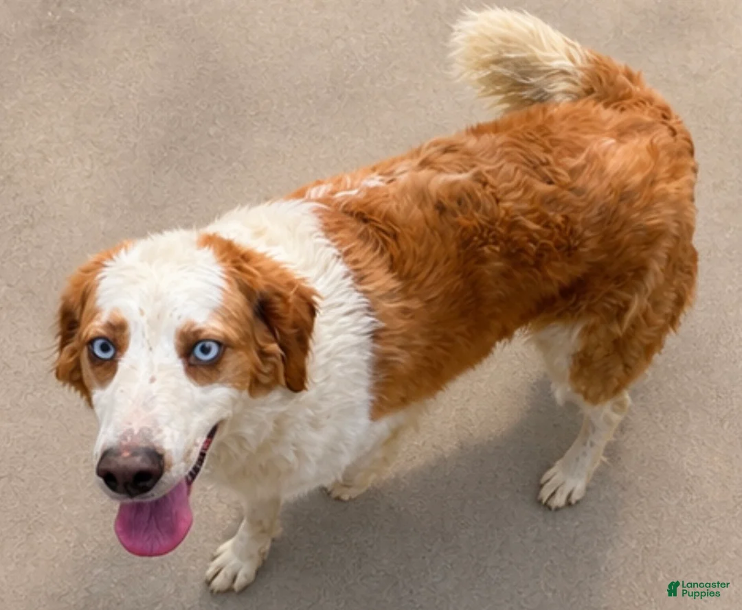 Goberian dogs for sale: Sydney - Ad 2