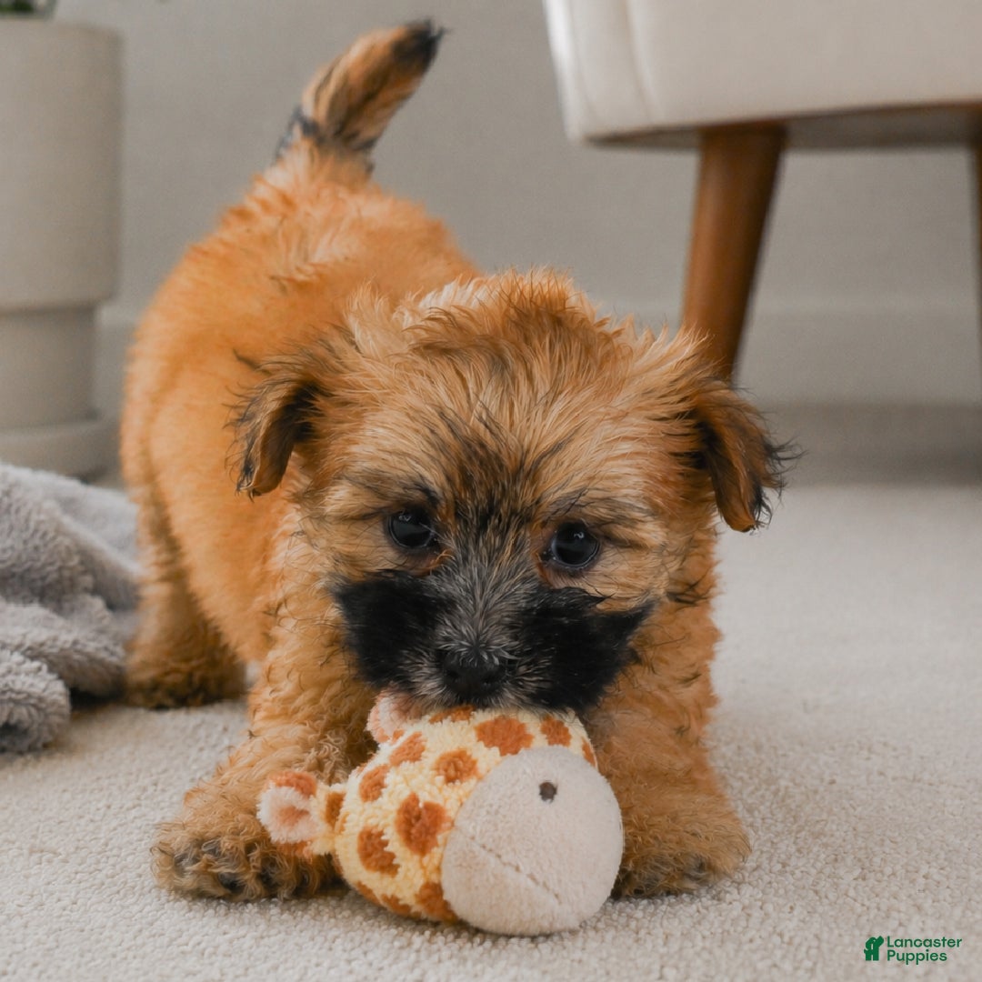 Morkie dogs Bella - Ad 2