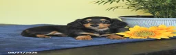Miniature Dachshund dogs for sale: Matt  - Ad 3