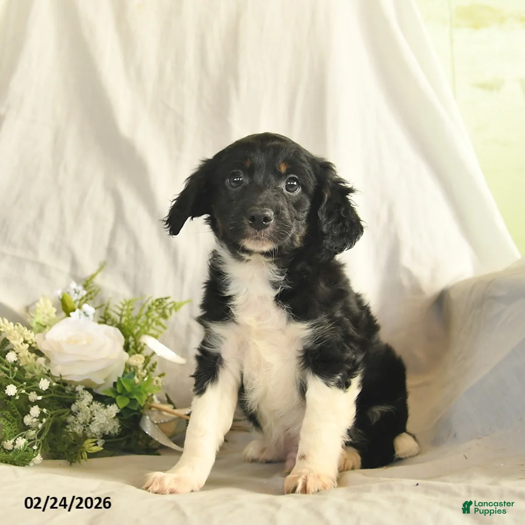 Mixed Breed dogs for sale: Cuddles - Ad 1