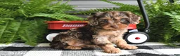 Cavapoo dogs for sale: Violet - Ad 3