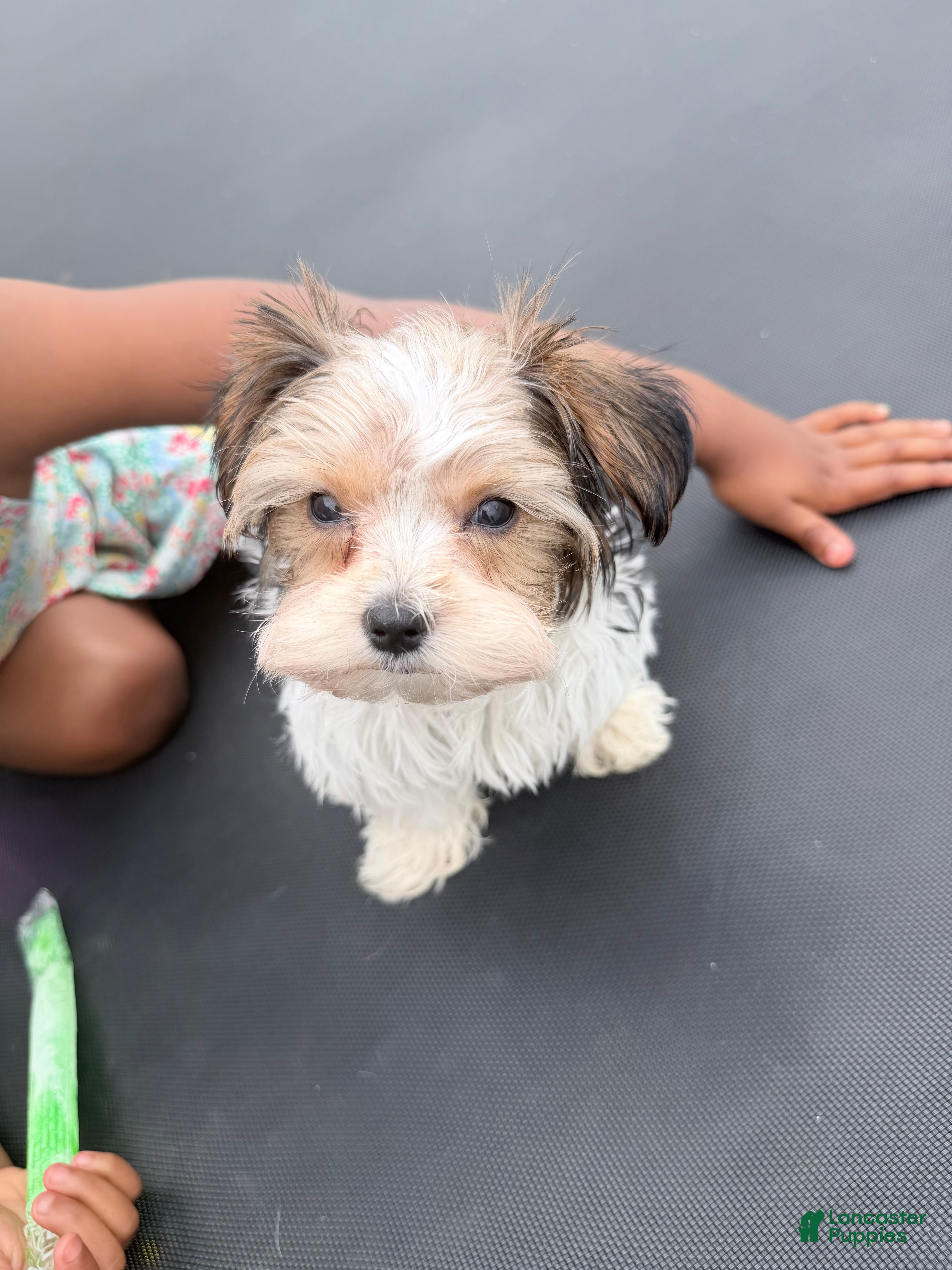 Yorkshire Terrier dogs Oreo  - Ad 2