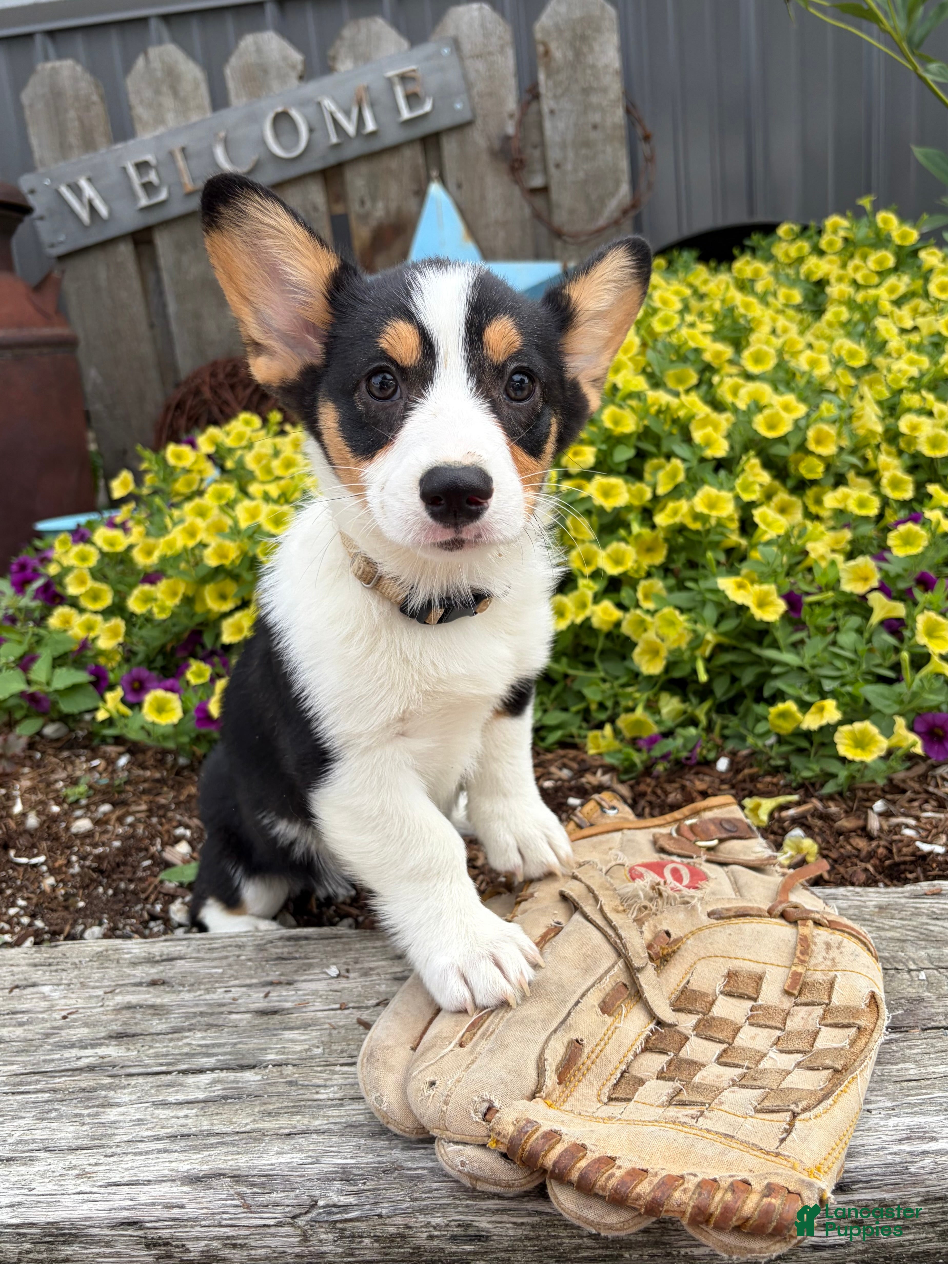 Welsh Corgi Pembroke dogs Nala - Ad 2