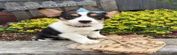 Welsh Corgi Pembroke dogs for sale: Nala - Ad 2