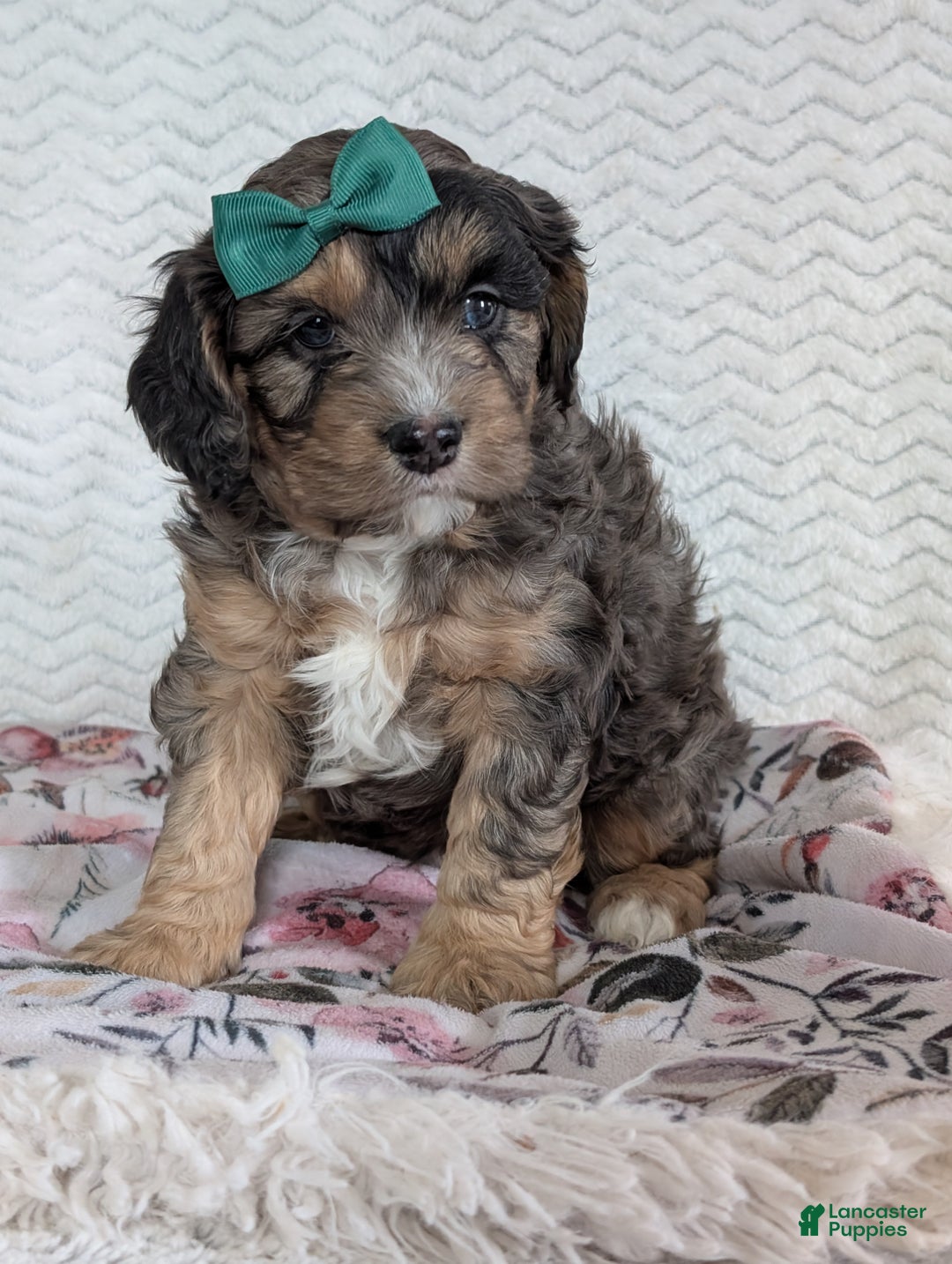 Cavapoo dogs for sale: Charlie  - Ad 22