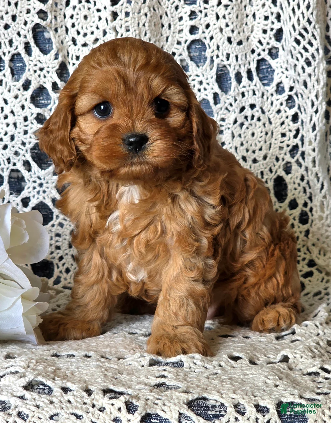 Cavapoo dogs for sale: Julie - Ad 1