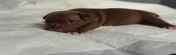 American Bully dogs for sale: American Bully 4 - Ad 2