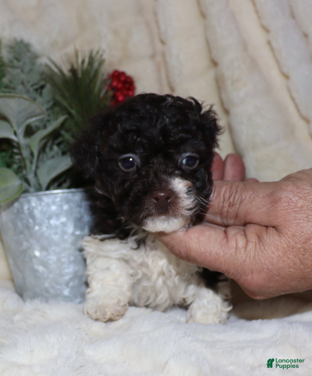 Toy Poodle dogs for sale: Chad - Ad 2