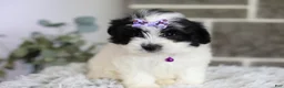 Maltipoo dogs for sale: Gwen - Ad 13