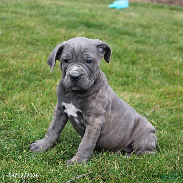 Cane Corso dogs Glory - Ad 1