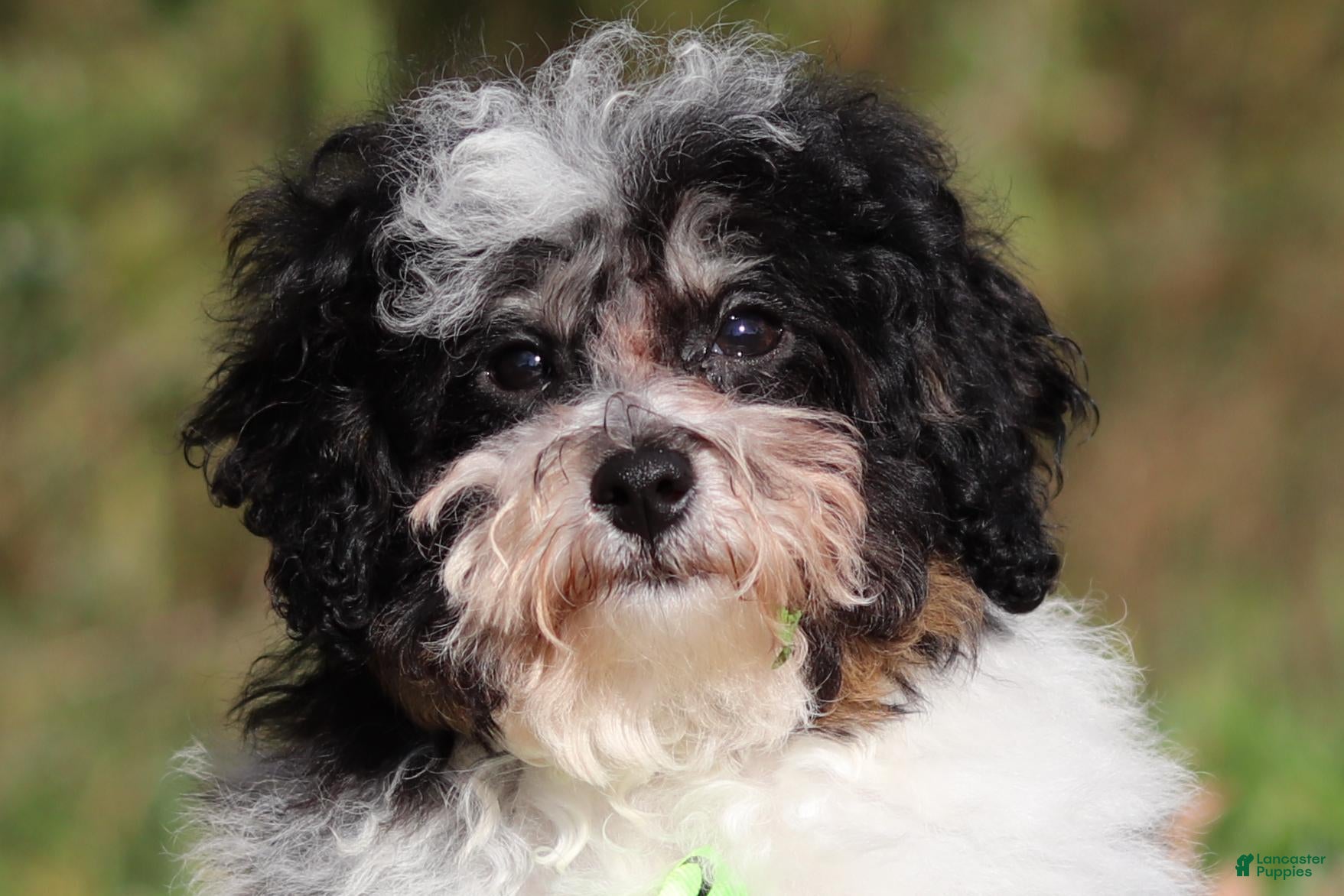 Miniature Poodle dogs Dawson (AKC) - Ad 1