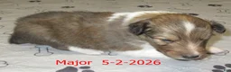Shetland Sheepdog dogs for sale: Major Male - Ad 2