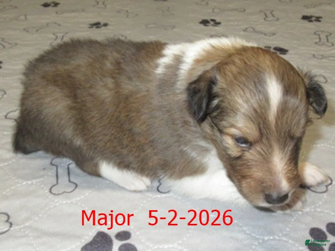 Shetland Sheepdog dogs for sale: Major Male - Ad 2