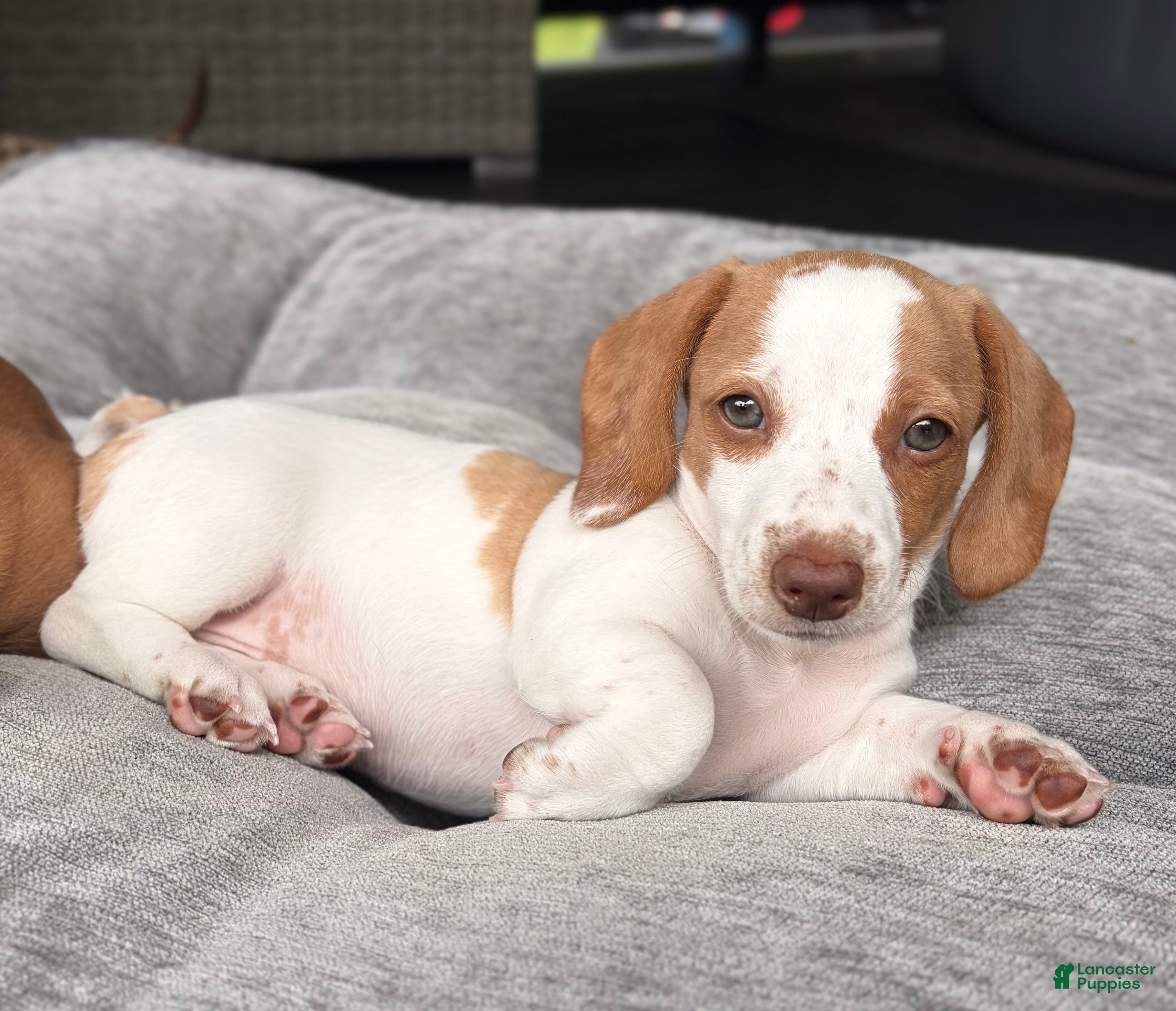 Miniature Dachshund dogs Miniature Dachshund 1- Ella - Ad 2