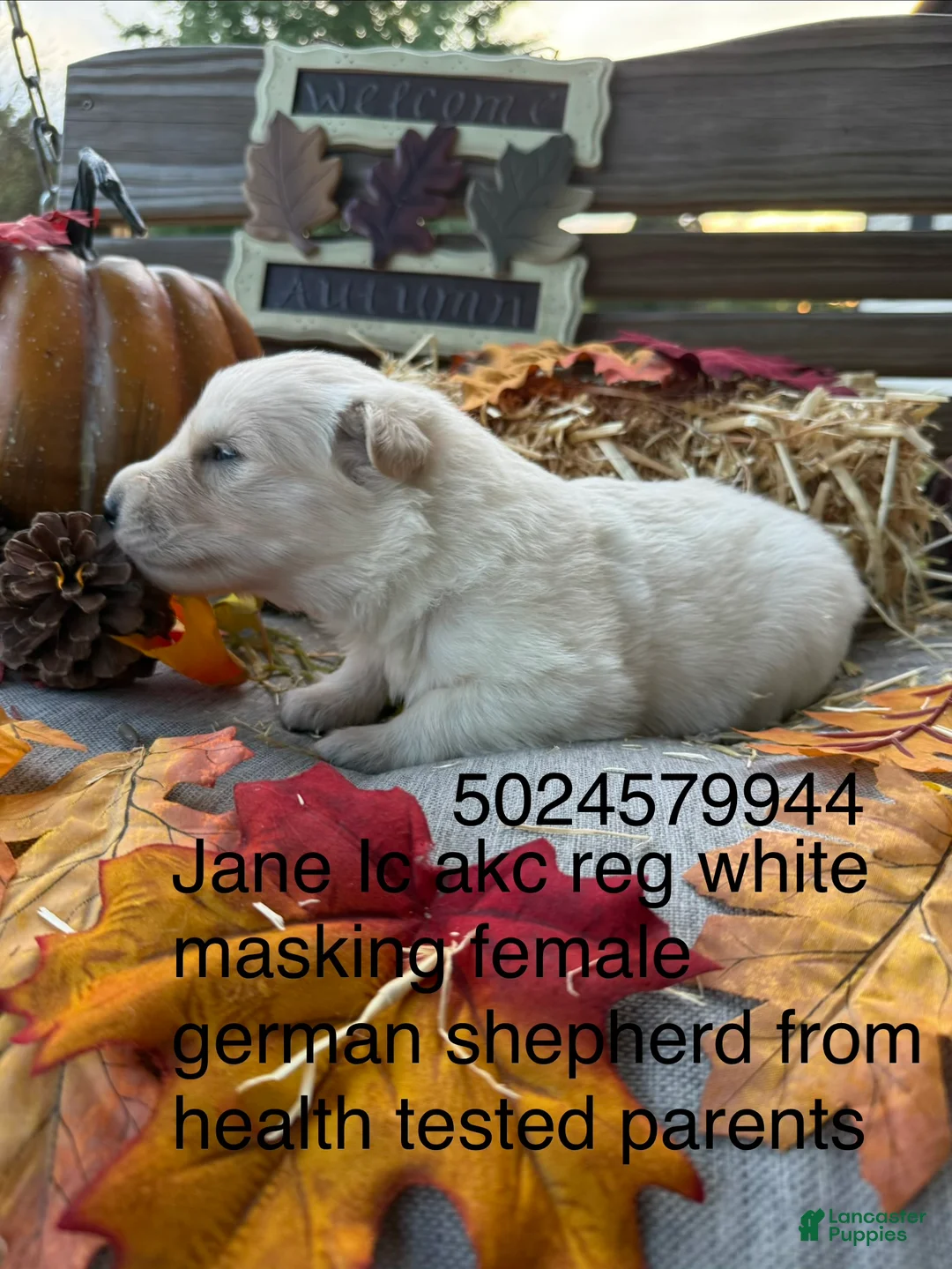 German Shepherd dogs for sale: German Shepherd 5 - Ad 2