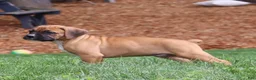 Boxer dogs for sale: Porter - Ad 7
