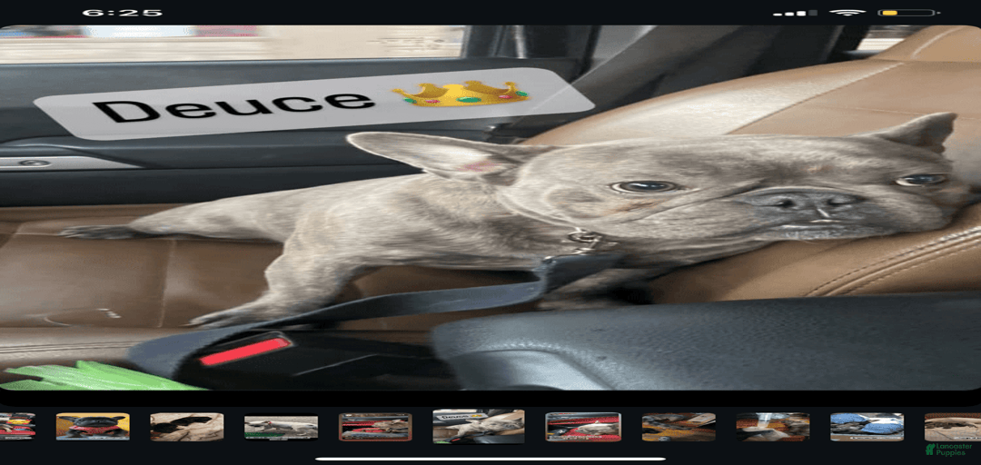 Gallery Image {{count}}