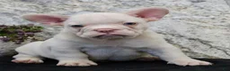 French Bulldog dogs for sale: Rambo - Ad 3