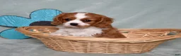 Cavalier King Charles Spaniel dogs for sale: Winston - Ad 12
