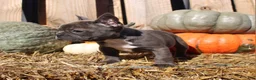 Mixed Breed dogs for sale: Shelly - Ad 8