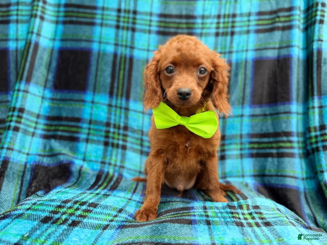 Cavapoo dogs for sale: Dakota - Ad 2