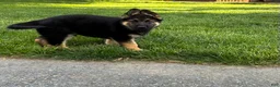 German Shepherd dogs for sale: Max - Ad 3
