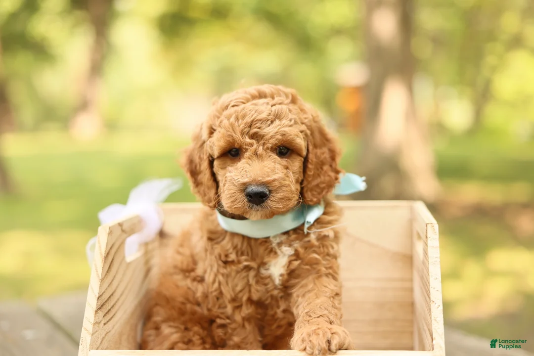 Mini Goldendoodle dogs for sale: Teddy - Ad 1