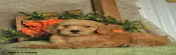 Mini Goldendoodle dogs for sale: Honey    - Ad 3