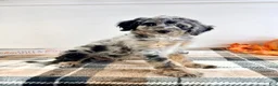 Bernedoodle dogs for sale: Harry - Ad 5
