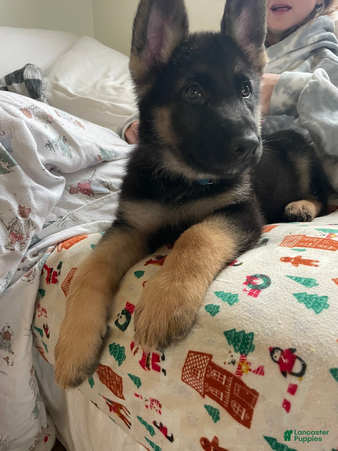 German Shepherd dogs for sale: Dexter/ silver collar - Ad 4
