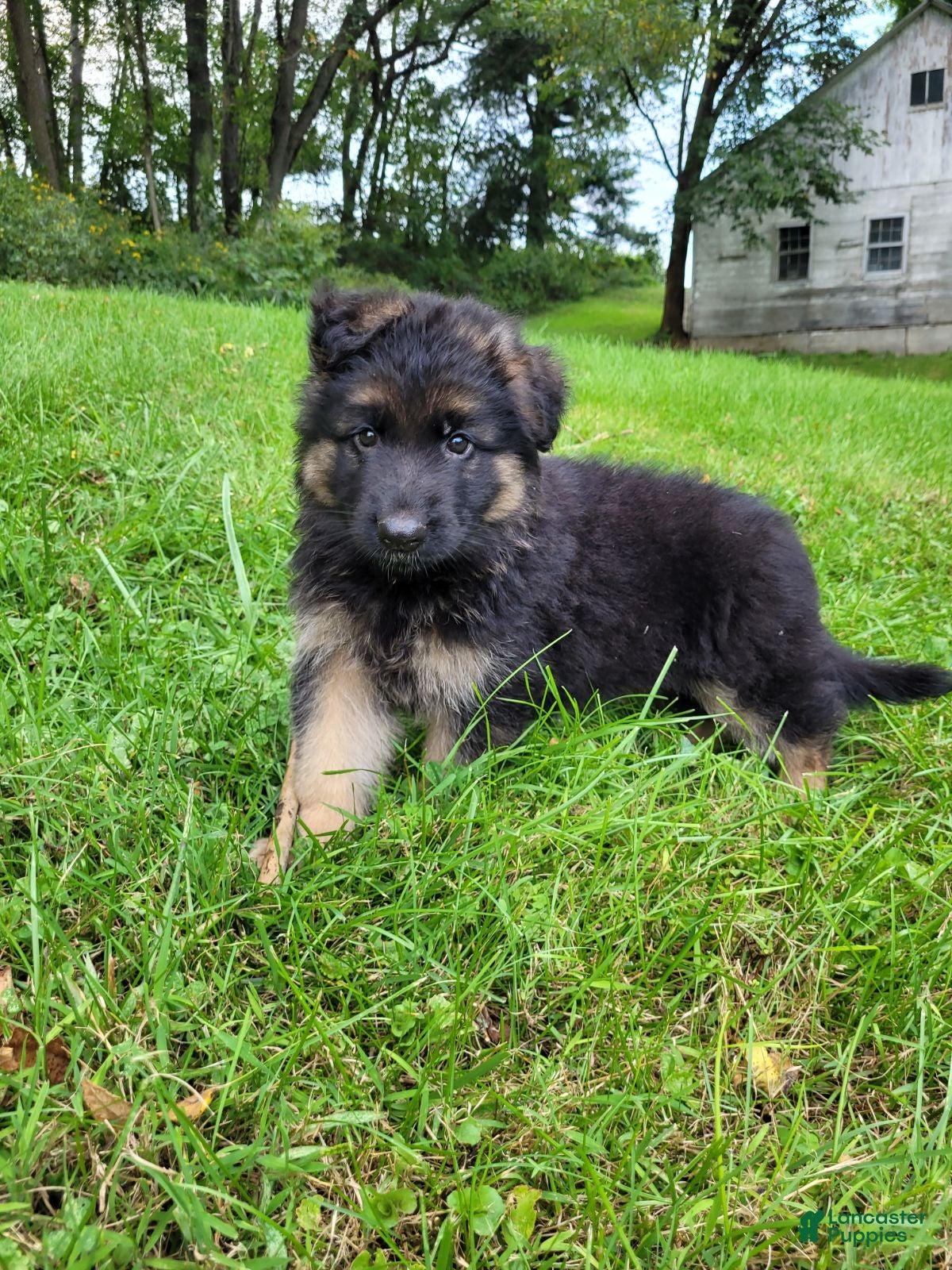German Shepherd dogs Rocky - Ad 1