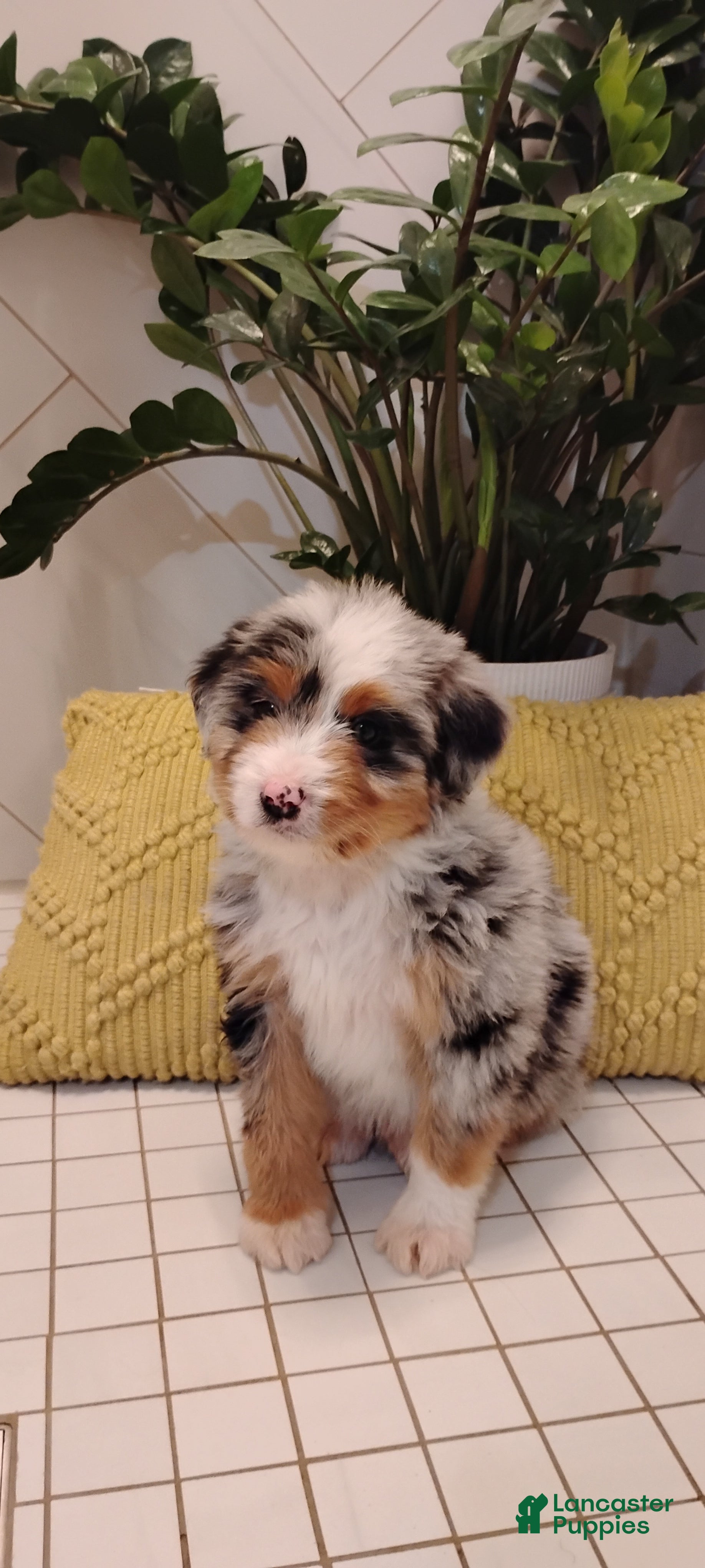 Mixed Breed dogs Scooter - Ad 8