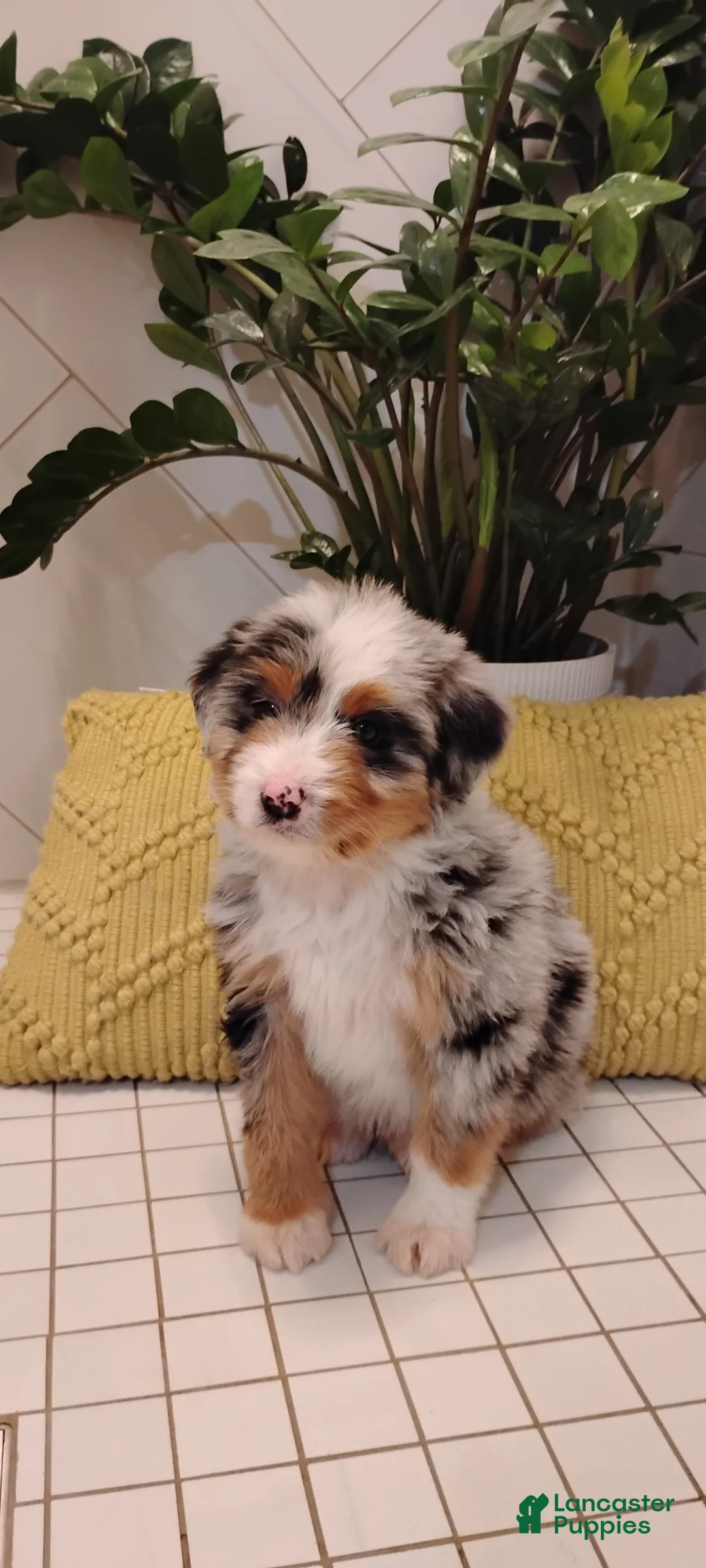 Mixed Breed dogs for sale: Scooter - Ad 1