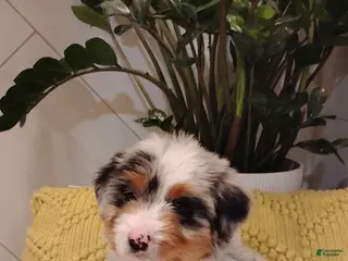 Mixed Breed dogs Scooter - Ad 6