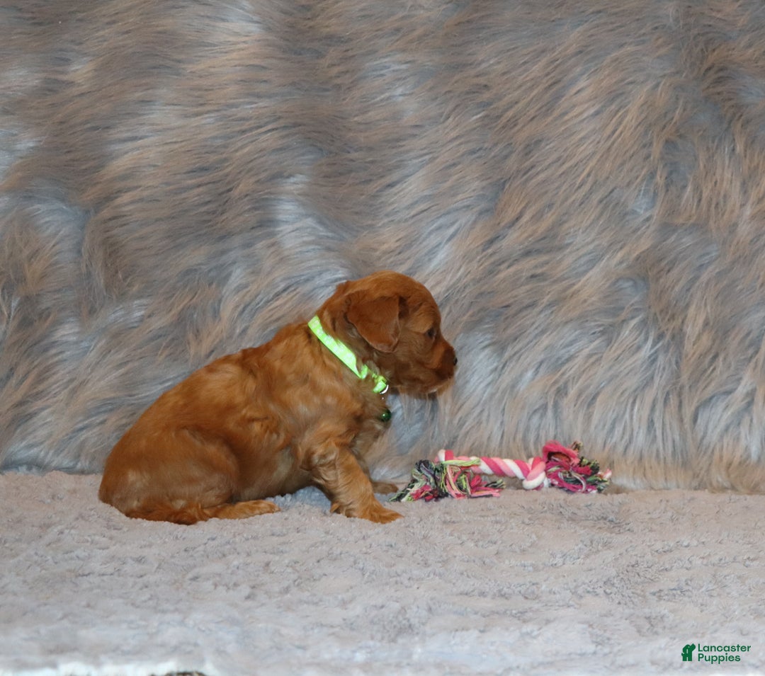 Mini Goldendoodle dogs for sale: Whiskers 🌷👨‍👨‍👧‍👦💞🐕 - Ad 5