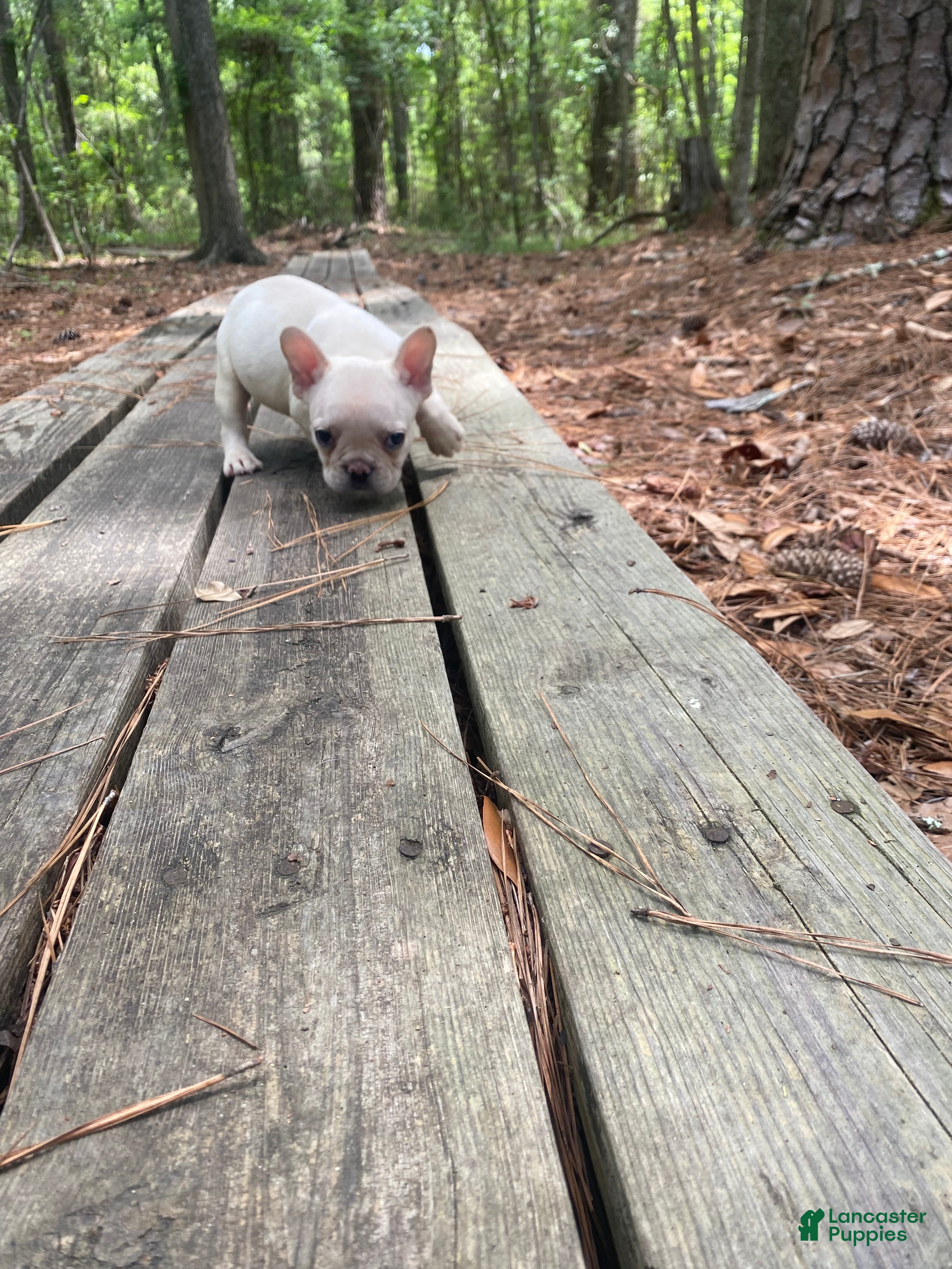 French Bulldog dogs Kahuna - Ad 2