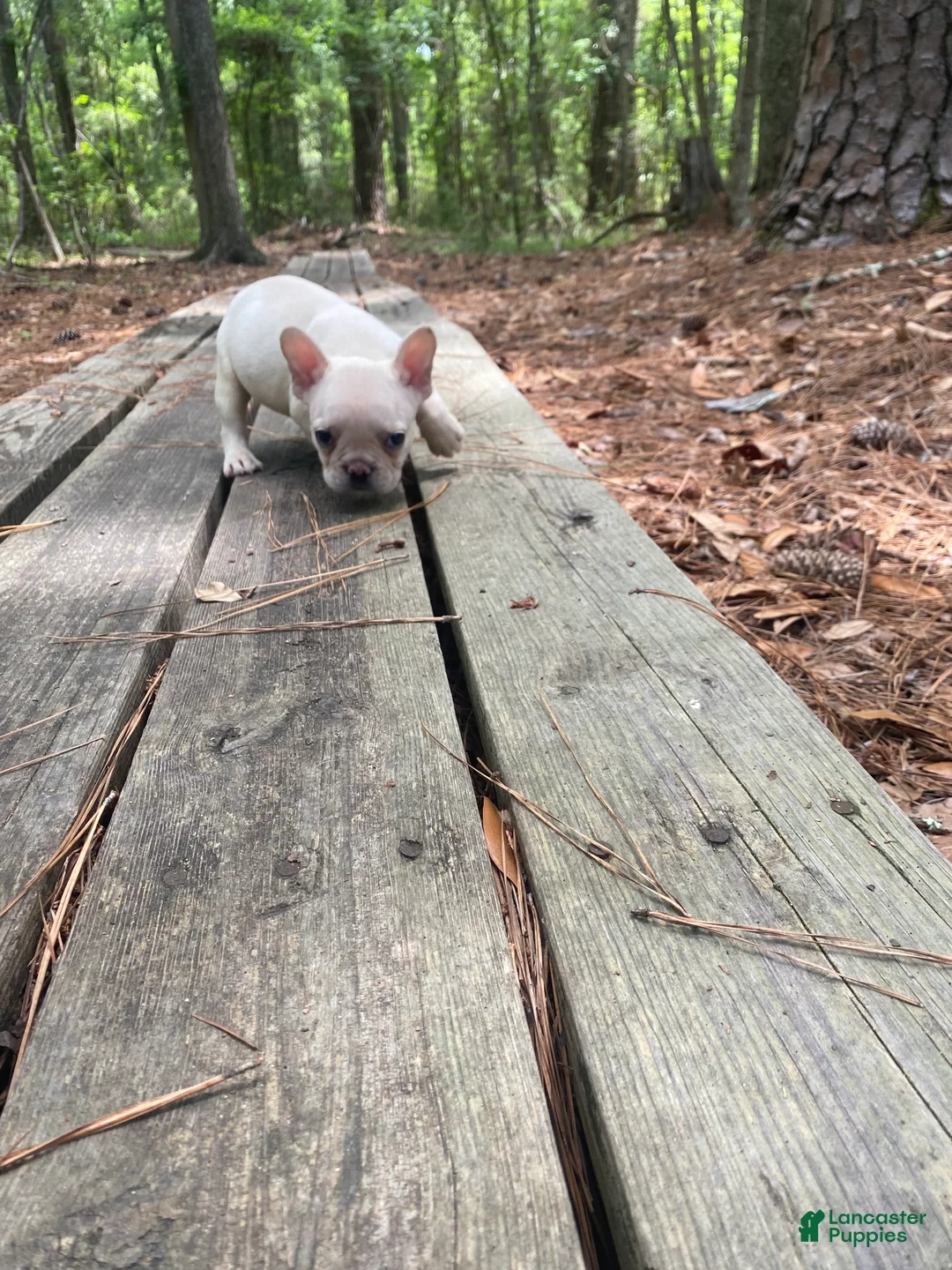French Bulldog dogs for sale: Kahuna - Ad 2