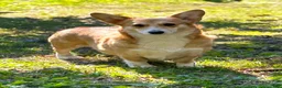 Welsh Corgi Pembroke dogs for sale: Gino (Blue Collar) - Ad 7