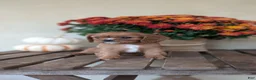 Cavalier King Charles Spaniel dogs for sale: Sparkles - Ad 5