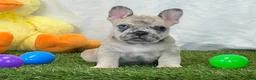 French Bulldog dogs for sale: Duke - Ad 6