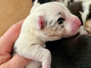 Welsh Corgi Cardigan dogs Welsh Corgi Cardigan Puppy 1: Biff - Ad 6