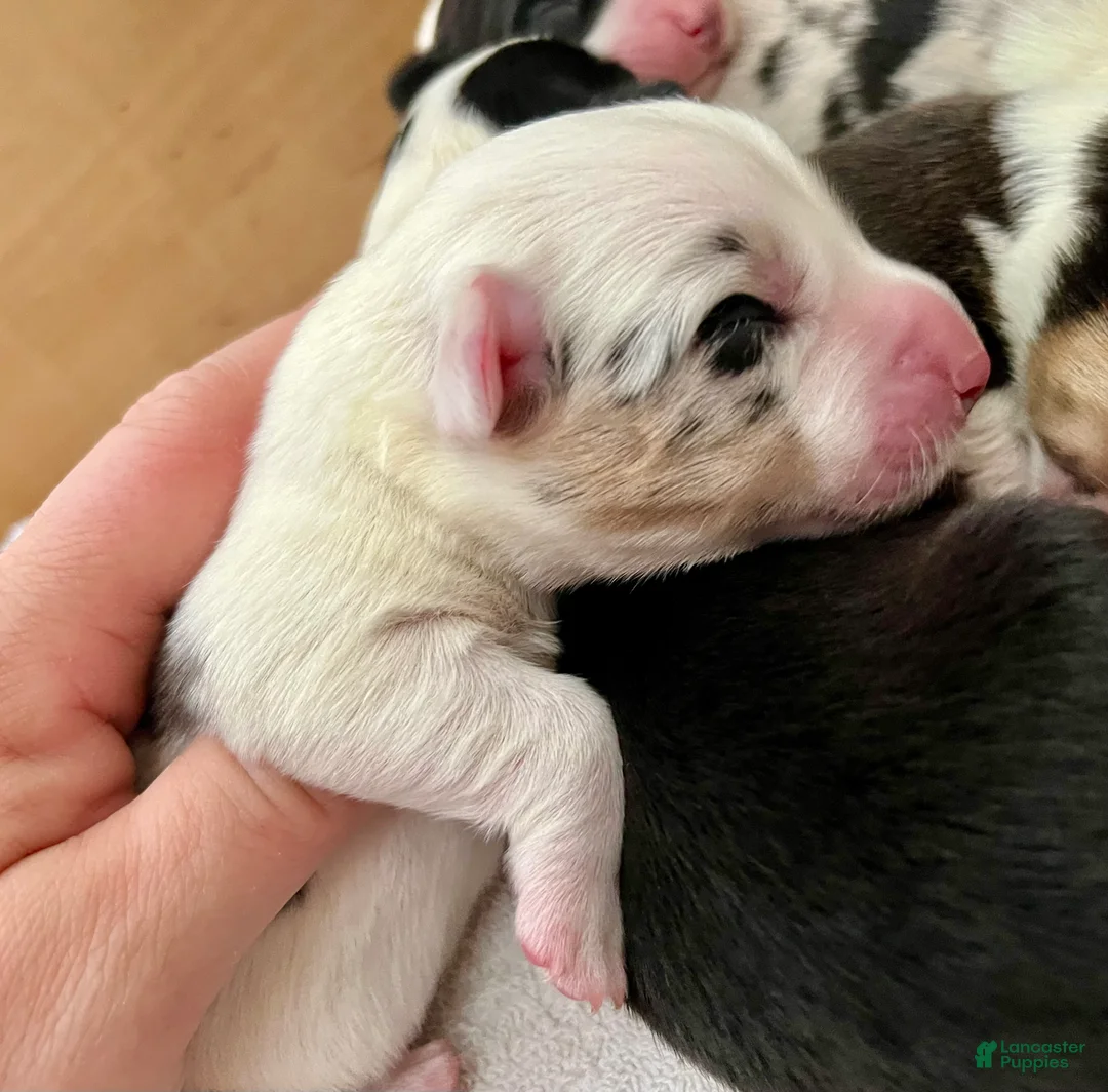 Welsh Corgi Cardigan dogs for sale: Welsh Corgi Cardigan Puppy 1: Biff - Ad 2