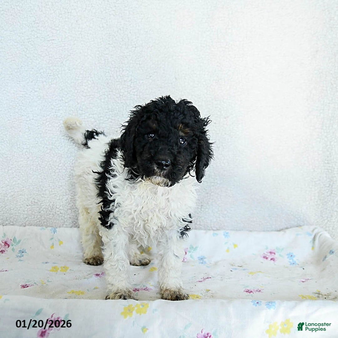 Standard Poodle dogs for sale: Murphy - Ad 2