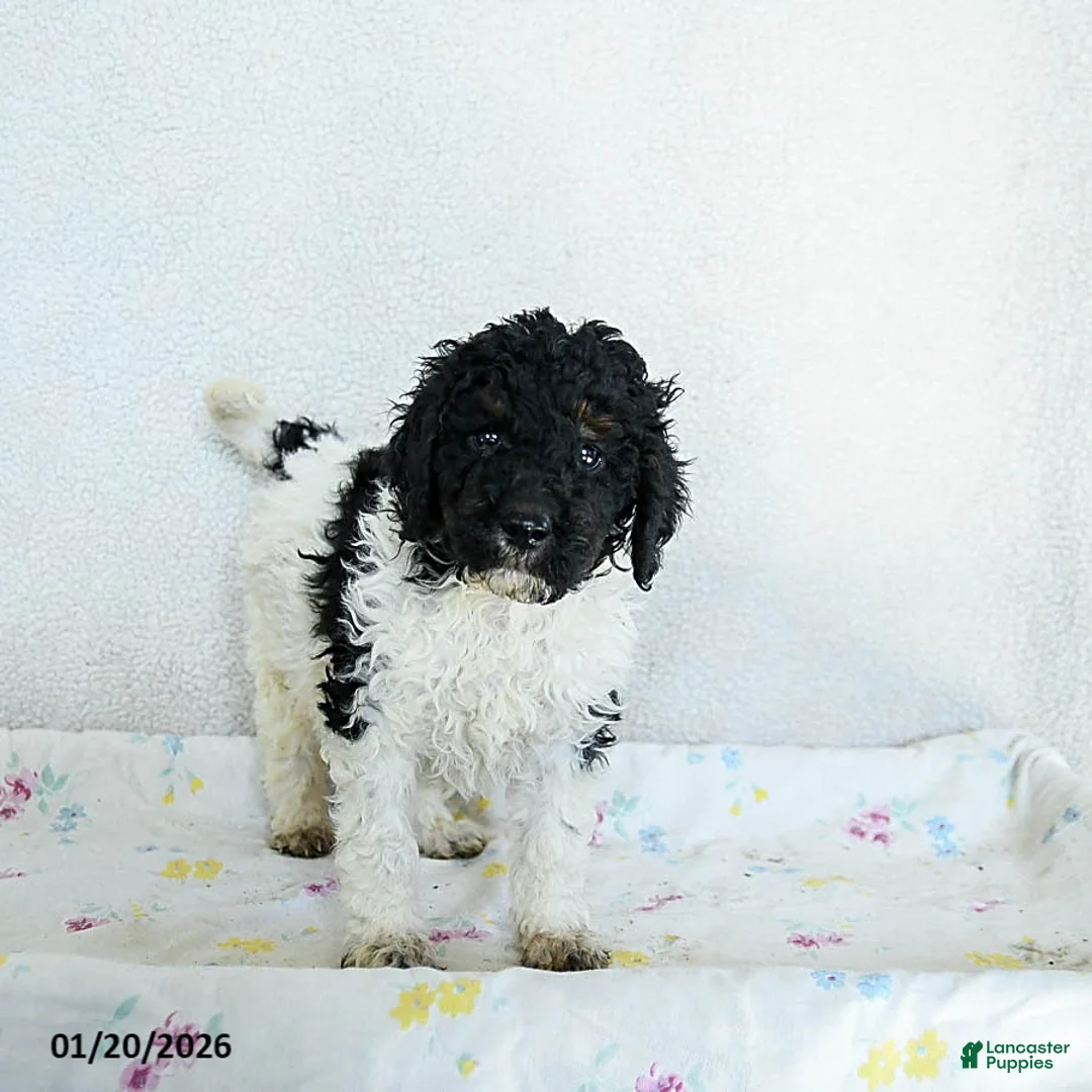 Standard Poodle dogs for sale: Murphy - Ad 2