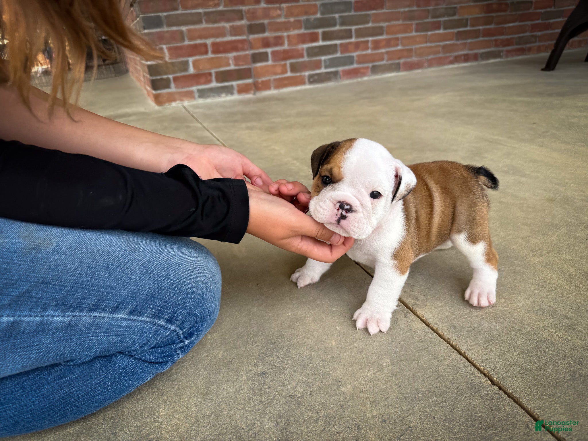 English Bulldog dogs Archie - Ad 1