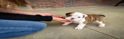 English Bulldog dogs for sale: Archie - Ad 1