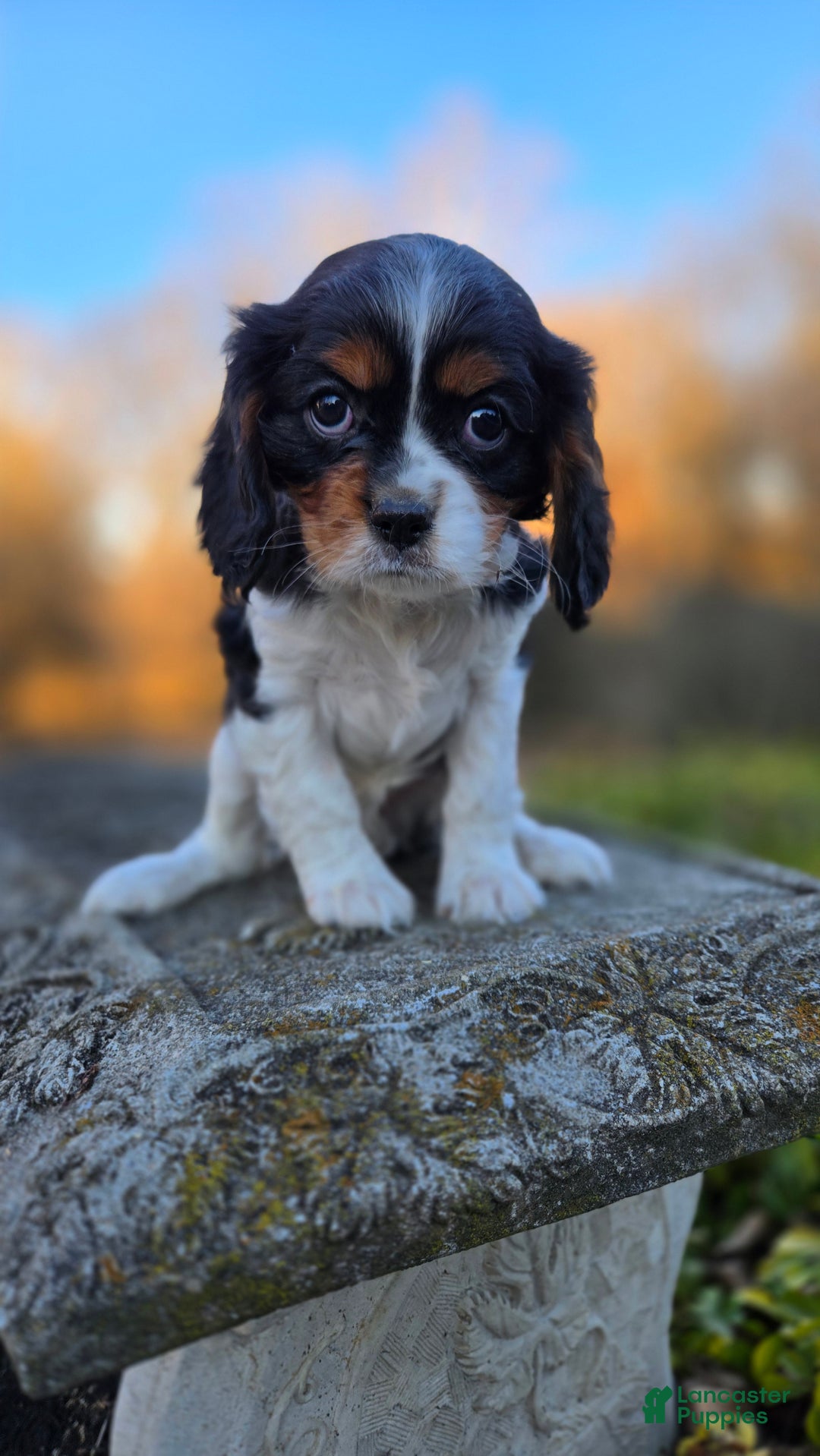 Cavalier King Charles Spaniel dogs for sale: Vivian - Ad 6
