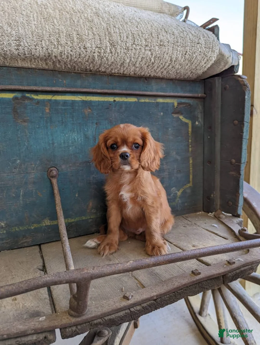 Gallery Image {{count}}